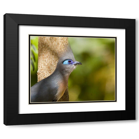 Madagascar Crested coua next to tree Black Modern Wood Framed Art Print with Double Matting by Williams, Joanne