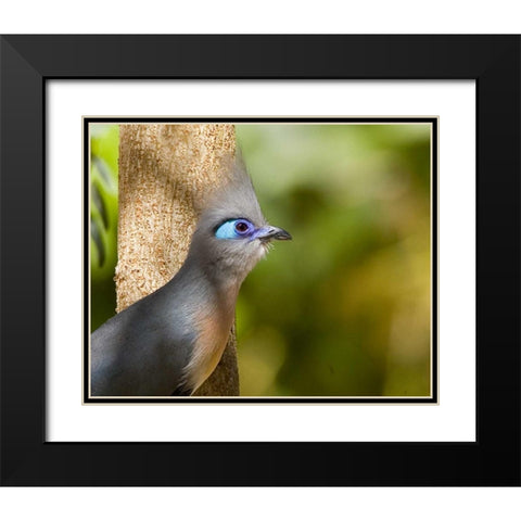 Madagascar Crested coua next to tree Black Modern Wood Framed Art Print with Double Matting by Williams, Joanne
