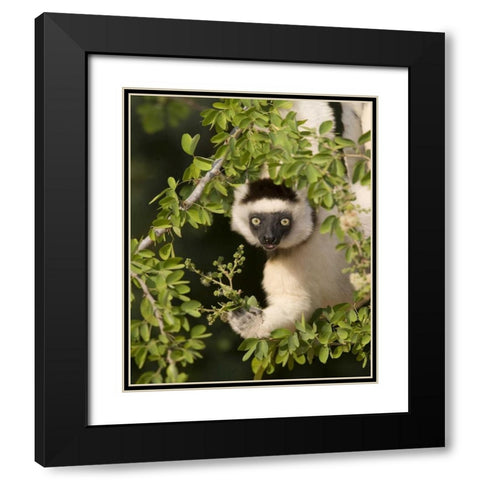 Madagascar Verreauxs sifaka hanging in tree Black Modern Wood Framed Art Print with Double Matting by Williams, Joanne