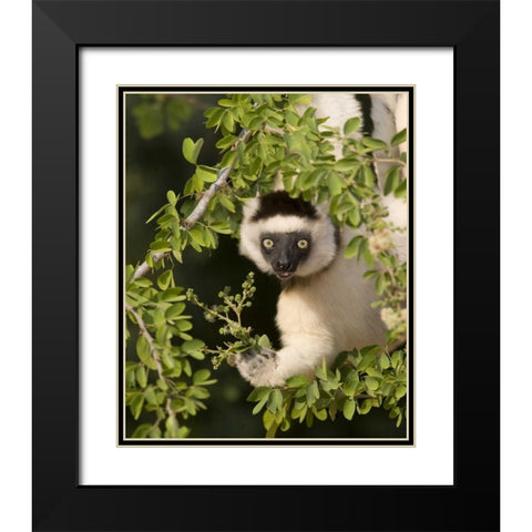 Madagascar Verreauxs sifaka hanging in tree Black Modern Wood Framed Art Print with Double Matting by Williams, Joanne
