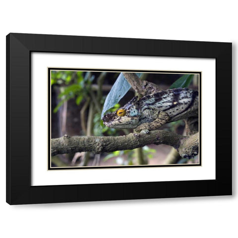 Madagascar Chameleon crawls on tree limb Black Modern Wood Framed Art Print with Double Matting by Williams, Joanne