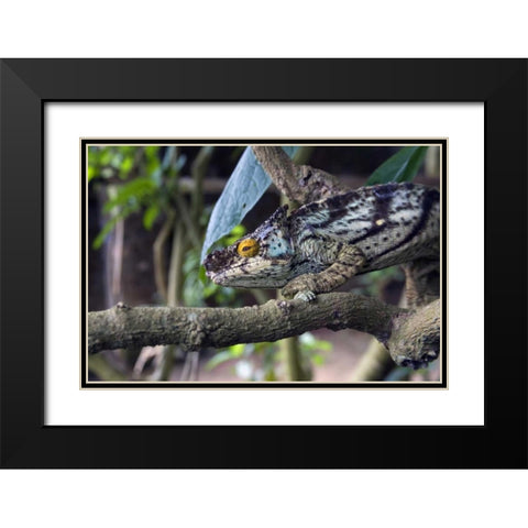 Madagascar Chameleon crawls on tree limb Black Modern Wood Framed Art Print with Double Matting by Williams, Joanne
