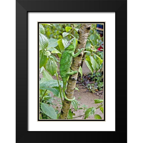Madagascar Chameleon crawls up tree limb Black Modern Wood Framed Art Print with Double Matting by Williams, Joanne