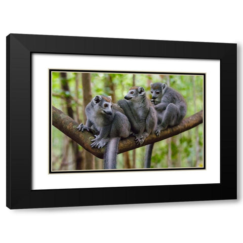 Madagascar-Ankarana-Ankarana Reserve Crowned lemurs Black Modern Wood Framed Art Print with Double Matting by Hogstrom, Inger