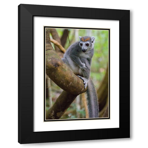 Madagascar-Ankarana-Ankarana Reserve Crowned lemur in a tree Black Modern Wood Framed Art Print with Double Matting by Hogstrom, Inger
