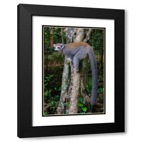 Madagascar-Ankarana-Ankarana Reserve Crowned lemur showing off her long tail Black Modern Wood Framed Art Print with Double Matting by Hogstrom, Inger