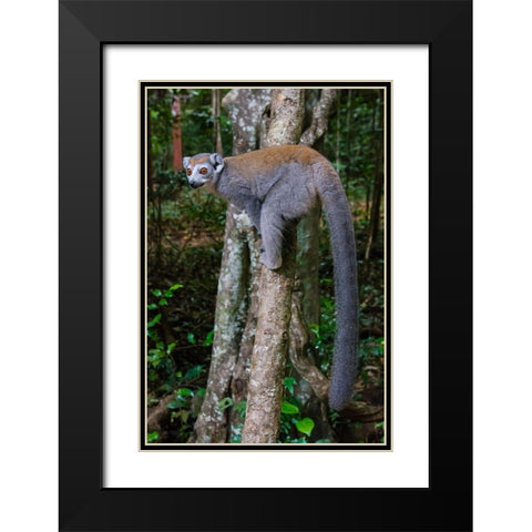 Madagascar-Ankarana-Ankarana Reserve Crowned lemur showing off her long tail Black Modern Wood Framed Art Print with Double Matting by Hogstrom, Inger