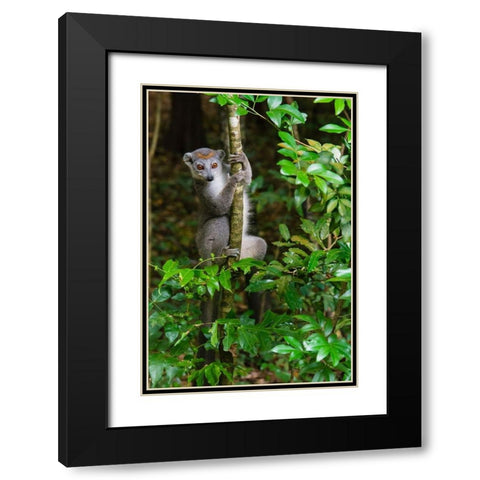 Madagascar-Ankarana-Ankarana Reserve Crowned lemur Curious lemur looks out of the forest Black Modern Wood Framed Art Print with Double Matting by Hogstrom, Inger
