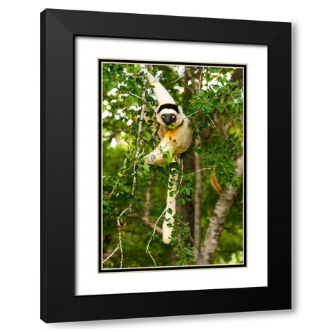 Madagascar-Berenty-Berenty Reserve Verreauxs sifaka eating leaves in a tree Black Modern Wood Framed Art Print with Double Matting by Hogstrom, Inger