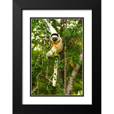 Madagascar-Berenty-Berenty Reserve Verreauxs sifaka eating leaves in a tree Black Modern Wood Framed Art Print with Double Matting by Hogstrom, Inger