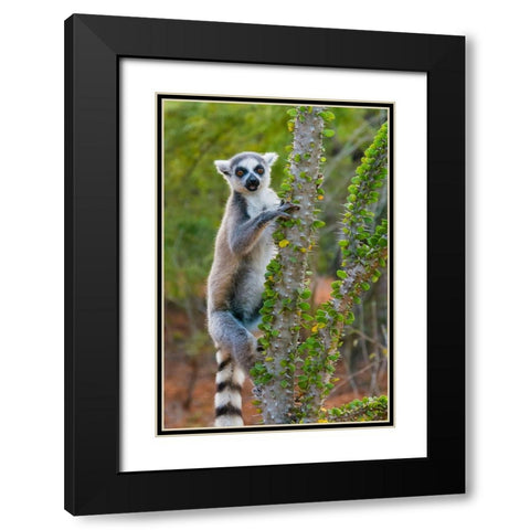 Madagascar-Berenty-Berenty Reserve Ring-tail lemur eating leaves from a Alluaudia procera tree Black Modern Wood Framed Art Print with Double Matting by Hogstrom, Inger