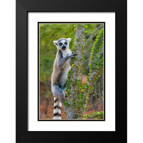 Madagascar-Berenty-Berenty Reserve Ring-tail lemur eating leaves from a Alluaudia procera tree Black Modern Wood Framed Art Print with Double Matting by Hogstrom, Inger