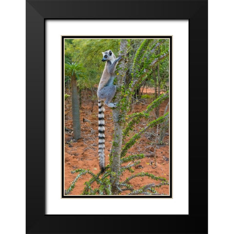 Madagascar-Berenty-Berenty Reserve Ring-tail lemur eating leaves from a Alluaudia procera tree Black Modern Wood Framed Art Print with Double Matting by Hogstrom, Inger