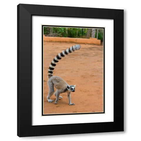 Madagascar-Berenty-Berenty Reserve Ring-tailed lemur walking Black Modern Wood Framed Art Print with Double Matting by Hogstrom, Inger