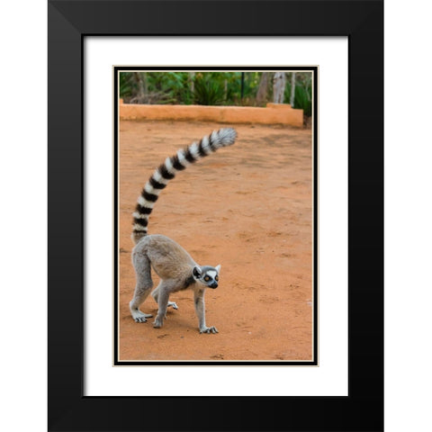 Madagascar-Berenty-Berenty Reserve Ring-tailed lemur walking Black Modern Wood Framed Art Print with Double Matting by Hogstrom, Inger