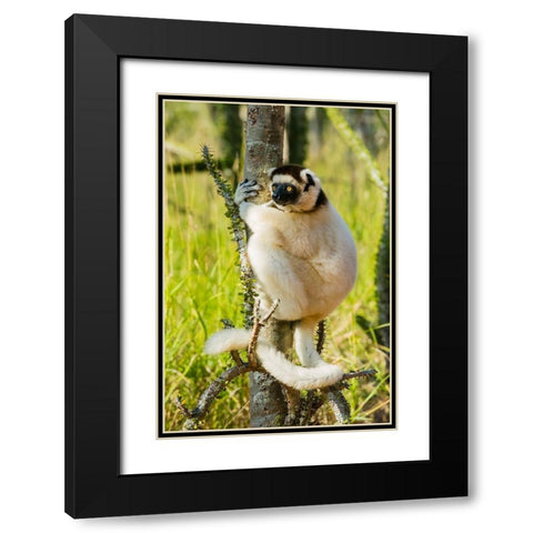 Madagascar-Berenty-Berenty Reserve Verreauxs sifaka in a Alluaudia procera tree Black Modern Wood Framed Art Print with Double Matting by Hogstrom, Inger