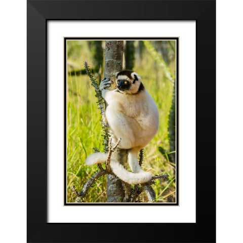 Madagascar-Berenty-Berenty Reserve Verreauxs sifaka in a Alluaudia procera tree Black Modern Wood Framed Art Print with Double Matting by Hogstrom, Inger