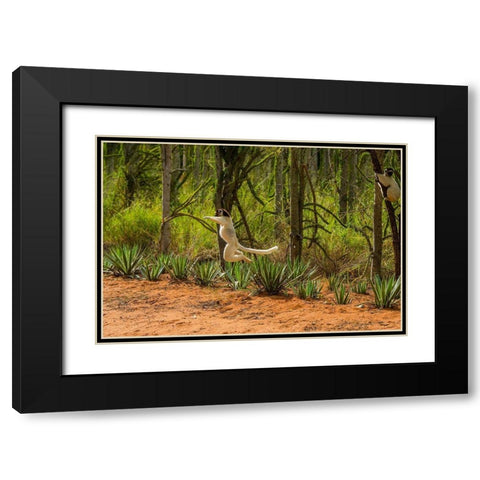 Madagascar-Berenty-Berenty Reserve Verreauxs sifaka leaping down to the road Black Modern Wood Framed Art Print with Double Matting by Hogstrom, Inger