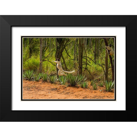 Madagascar-Berenty-Berenty Reserve Verreauxs sifaka leaping down to the road Black Modern Wood Framed Art Print with Double Matting by Hogstrom, Inger