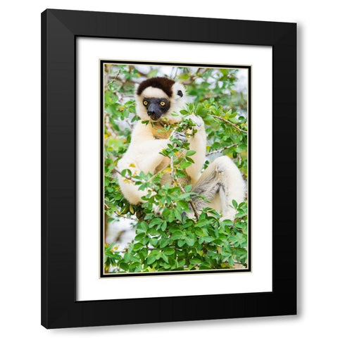 Madagascar-Berenty-Berenty Reserve Verreauxs sifaka eating leaves in a tree Black Modern Wood Framed Art Print with Double Matting by Hogstrom, Inger