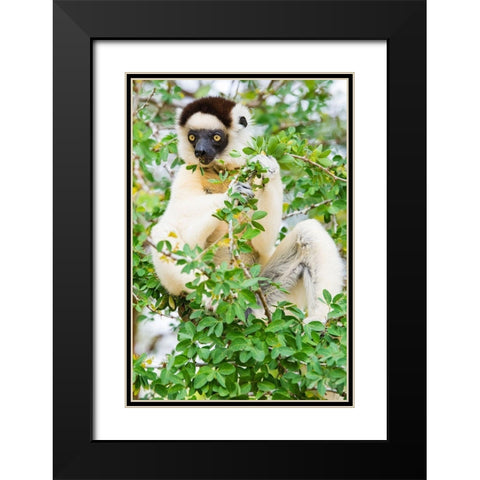 Madagascar-Berenty-Berenty Reserve Verreauxs sifaka eating leaves in a tree Black Modern Wood Framed Art Print with Double Matting by Hogstrom, Inger