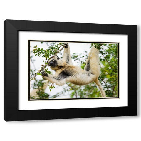 Madagascar-Berenty-Berenty Reserve Verreauxs sifaka eating leaves in a tree Black Modern Wood Framed Art Print with Double Matting by Hogstrom, Inger