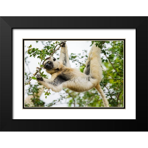 Madagascar-Berenty-Berenty Reserve Verreauxs sifaka eating leaves in a tree Black Modern Wood Framed Art Print with Double Matting by Hogstrom, Inger