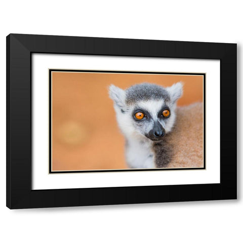 Madagascar-Berenty-Berenty Reserve Ring-tailed lemur Black Modern Wood Framed Art Print with Double Matting by Hogstrom, Inger