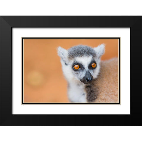 Madagascar-Berenty-Berenty Reserve Ring-tailed lemur Black Modern Wood Framed Art Print with Double Matting by Hogstrom, Inger