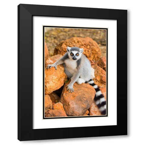 Madagascar-Berenty-Berenty Reserve Ring-tailed lemur sitting on some rocks Black Modern Wood Framed Art Print with Double Matting by Hogstrom, Inger