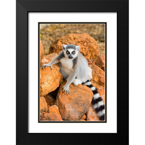 Madagascar-Berenty-Berenty Reserve Ring-tailed lemur sitting on some rocks Black Modern Wood Framed Art Print with Double Matting by Hogstrom, Inger