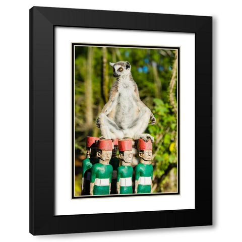 Madagascar-Berenty-Berenty Reserve Ring-tailed lemur warming itself in the morning sunshine Black Modern Wood Framed Art Print with Double Matting by Hogstrom, Inger