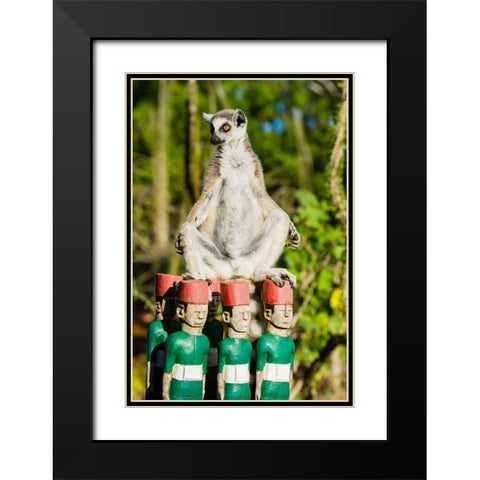 Madagascar-Berenty-Berenty Reserve Ring-tailed lemur warming itself in the morning sunshine Black Modern Wood Framed Art Print with Double Matting by Hogstrom, Inger