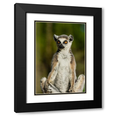 Madagascar-Berenty-Berenty Reserve Ring-tailed lemur Black Modern Wood Framed Art Print with Double Matting by Hogstrom, Inger