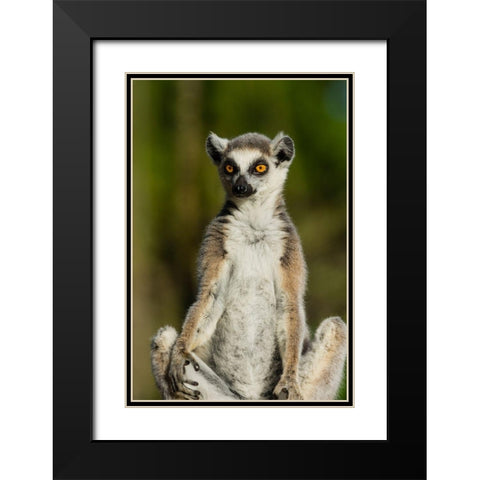 Madagascar-Berenty-Berenty Reserve Ring-tailed lemur Black Modern Wood Framed Art Print with Double Matting by Hogstrom, Inger