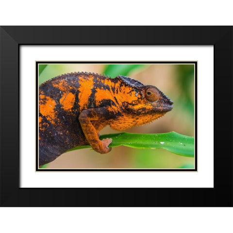 Madagascar-Marozevo Peyrieras Reptile Farm-panther chameleon Female of the species Black Modern Wood Framed Art Print with Double Matting by Hogstrom, Inger