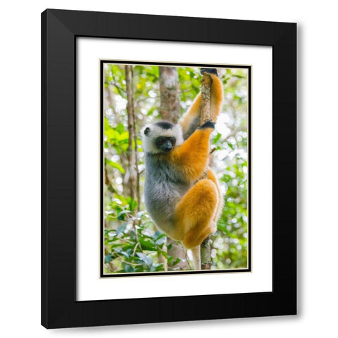 Madagascar-Andasibe-Vakona Lodge-Lemur Island Diademed sifaka in a tree Black Modern Wood Framed Art Print with Double Matting by Hogstrom, Inger