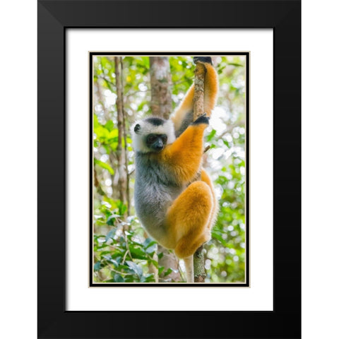 Madagascar-Andasibe-Vakona Lodge-Lemur Island Diademed sifaka in a tree Black Modern Wood Framed Art Print with Double Matting by Hogstrom, Inger