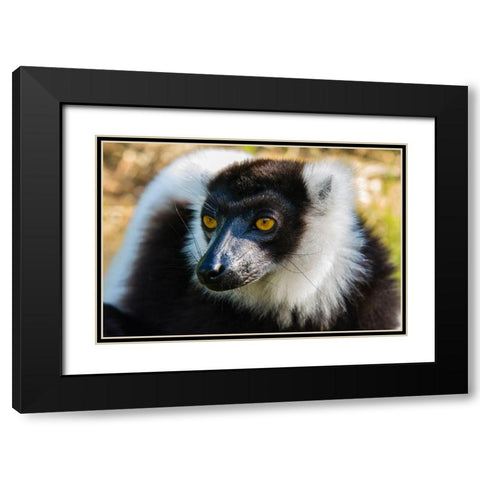 Madagascar-Andasibe-Vakona Lodge-Lemur Island Black and white ruffed lemur Black Modern Wood Framed Art Print with Double Matting by Hogstrom, Inger