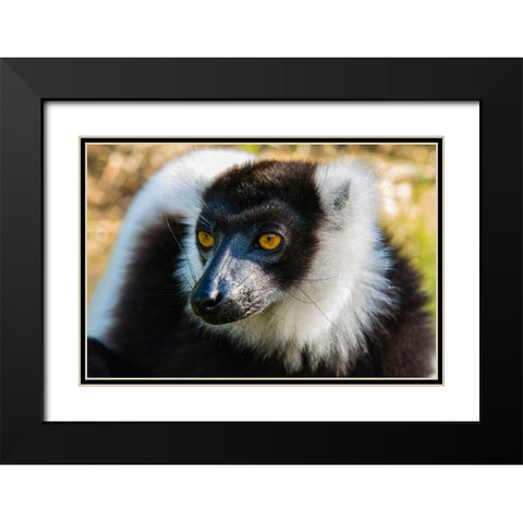 Madagascar-Andasibe-Vakona Lodge-Lemur Island Black and white ruffed lemur Black Modern Wood Framed Art Print with Double Matting by Hogstrom, Inger
