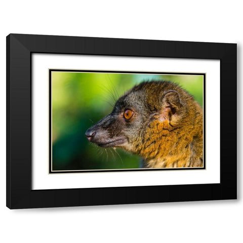 Madagascar-Andasibe-Vakona Lodge-Lemur Island Common brown lemur Black Modern Wood Framed Art Print with Double Matting by Hogstrom, Inger