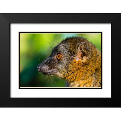 Madagascar-Andasibe-Vakona Lodge-Lemur Island Common brown lemur Black Modern Wood Framed Art Print with Double Matting by Hogstrom, Inger
