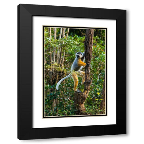 Madagascar-Andasibe-Vakona Lodge-Lemur Island Diademed sifaka climbing a tree Black Modern Wood Framed Art Print with Double Matting by Hogstrom, Inger