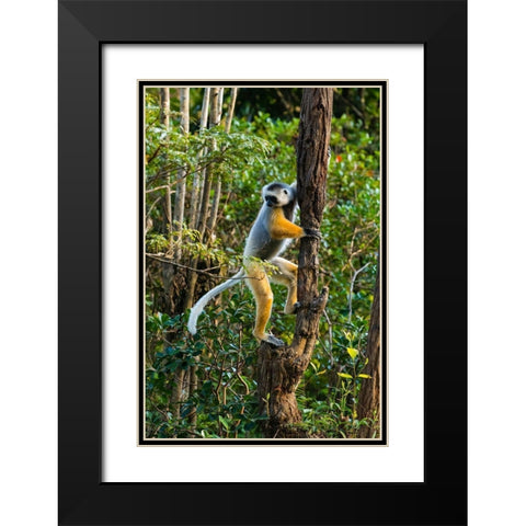 Madagascar-Andasibe-Vakona Lodge-Lemur Island Diademed sifaka climbing a tree Black Modern Wood Framed Art Print with Double Matting by Hogstrom, Inger