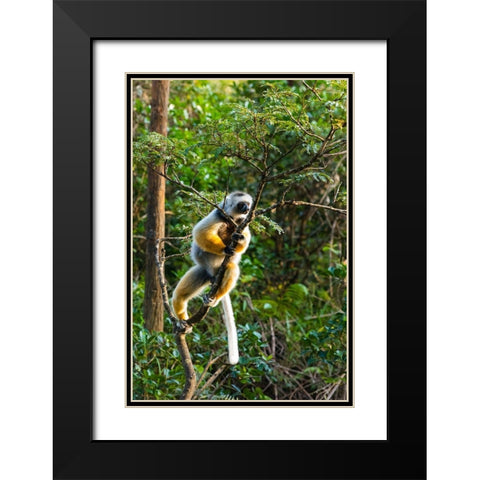 Madagascar-Andasibe-Vakona Lodge-Lemur Island Diademed sifaka in a tree Black Modern Wood Framed Art Print with Double Matting by Hogstrom, Inger