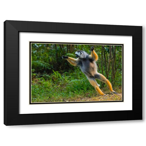 Madagascar-Andasibe-Vakona Lodge-Lemur Island Diademed sifaka leaping along the ground Black Modern Wood Framed Art Print with Double Matting by Hogstrom, Inger