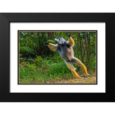 Madagascar-Andasibe-Vakona Lodge-Lemur Island Diademed sifaka leaping along the ground Black Modern Wood Framed Art Print with Double Matting by Hogstrom, Inger