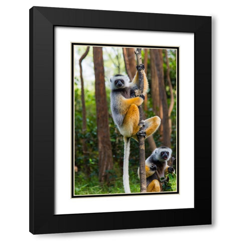 Madagascar-Andasibe-Vakona Lodge-Lemur Island Diademed sifakas in a tree Black Modern Wood Framed Art Print with Double Matting by Hogstrom, Inger