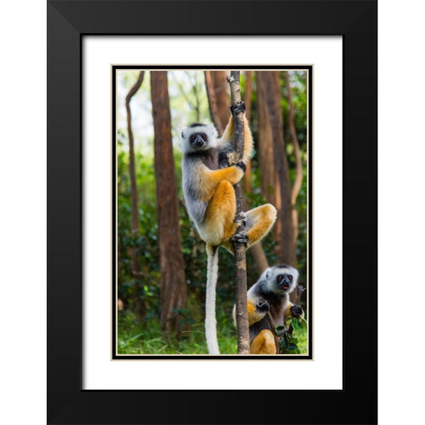 Madagascar-Andasibe-Vakona Lodge-Lemur Island Diademed sifakas in a tree Black Modern Wood Framed Art Print with Double Matting by Hogstrom, Inger