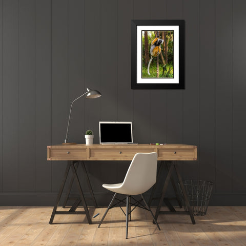 Madagascar-Andasibe-Vakona Lodge-Lemur Island Diademed sifaka in a tree Black Modern Wood Framed Art Print with Double Matting by Hogstrom, Inger
